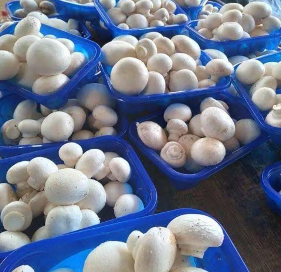 Button Mushroom