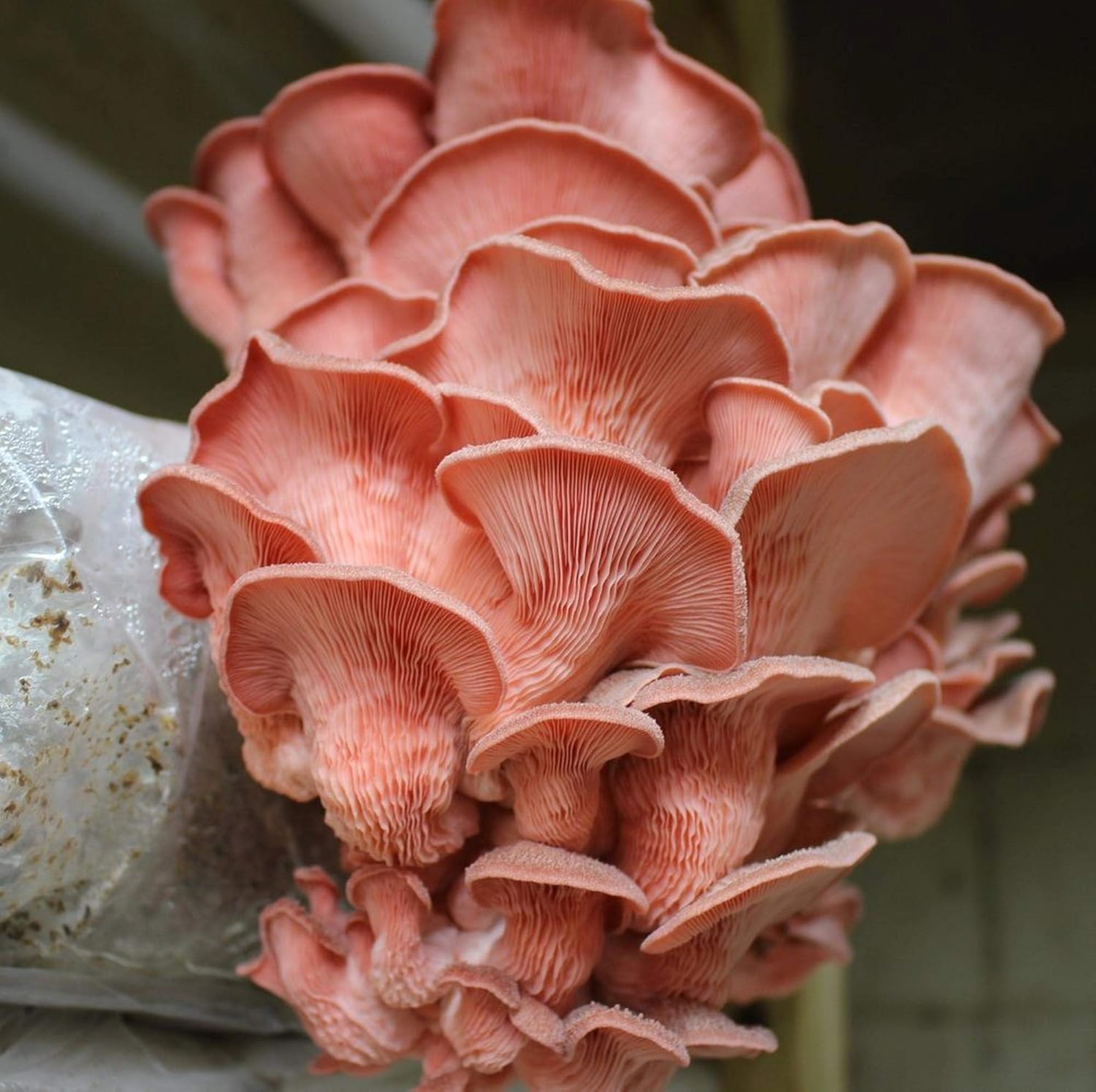 Pink Oyster Spawn